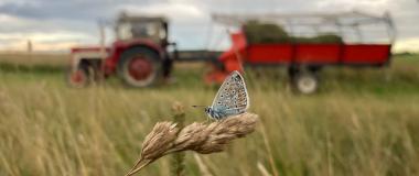 Traktor auf einem Weizenfeld mit Schmetterling.