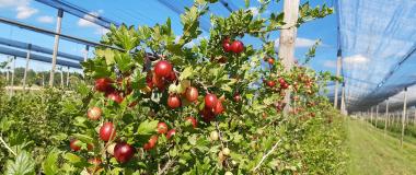 Biobeeren zur Selbstpflücke