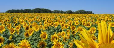 Ein Feld voller Sonnenblumen der Ölmühle Kappelbauer.