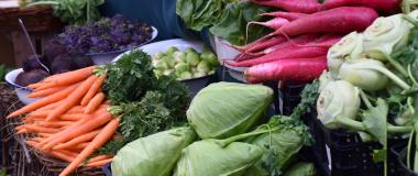 Kohl, regionales Gemüse, Bio-Gemüse, regionale Lebensmittel, Selbsternte, gesund essen, Essen nach Jahreszeiten, Laurin Oberneder, Foto: Cynthia Matuszewski