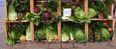 Solidarische Landwirtschaft, Augsburg, Foto: Cynthia Matuszewski 