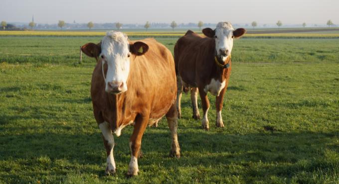 Kühe auf der Weide des Bio-Milchofes Baur in Langerringen.