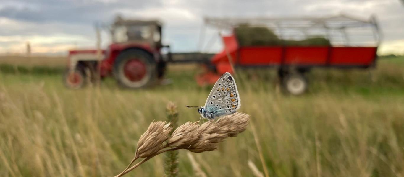 Traktor auf einem Weizenfeld mit Schmetterling.