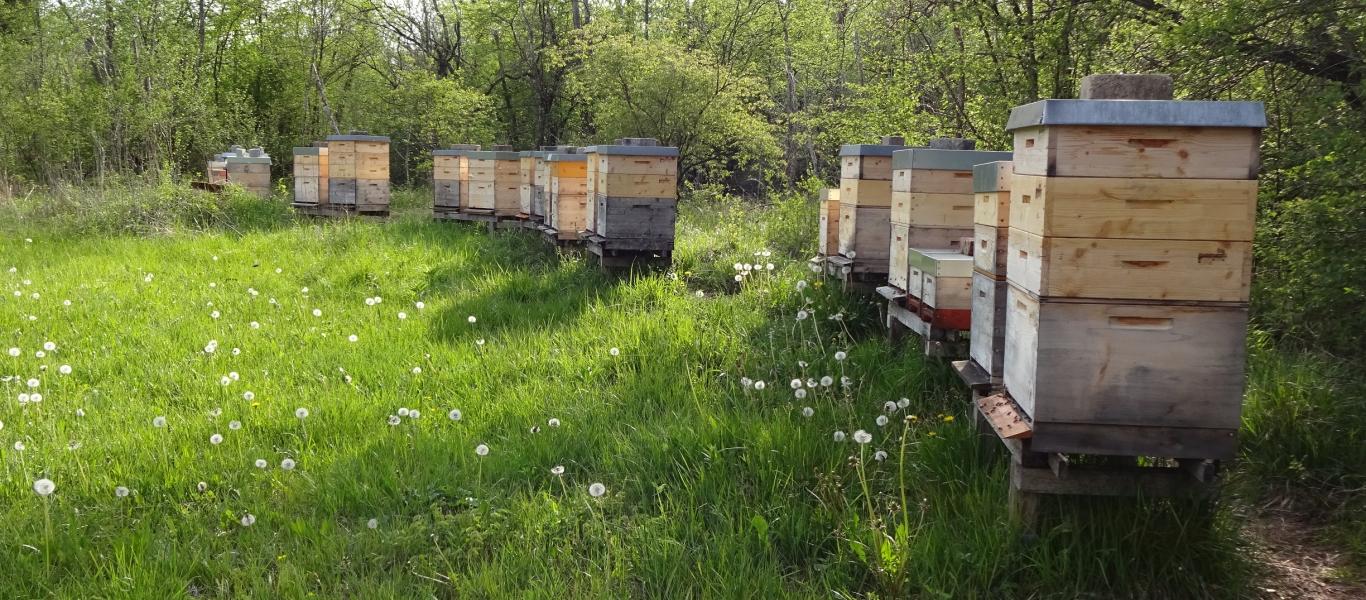 Bienenstöcke. Foto: Honigsammler Wehringen 