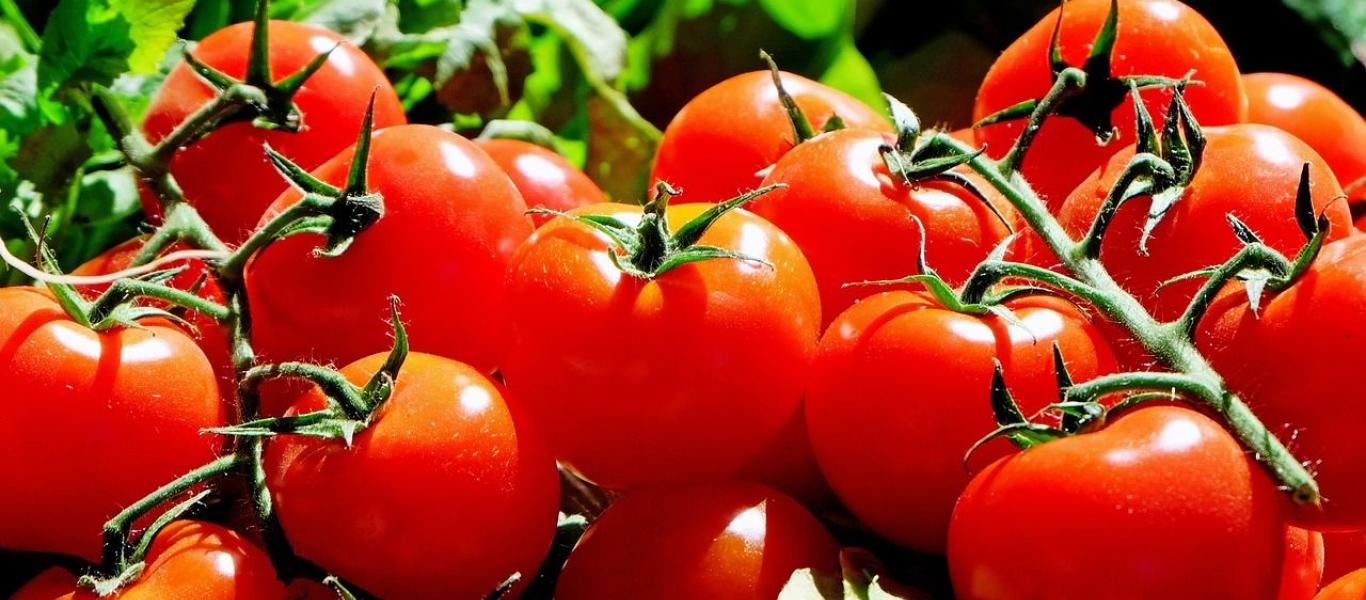 Tomaten, Foto Pixabay